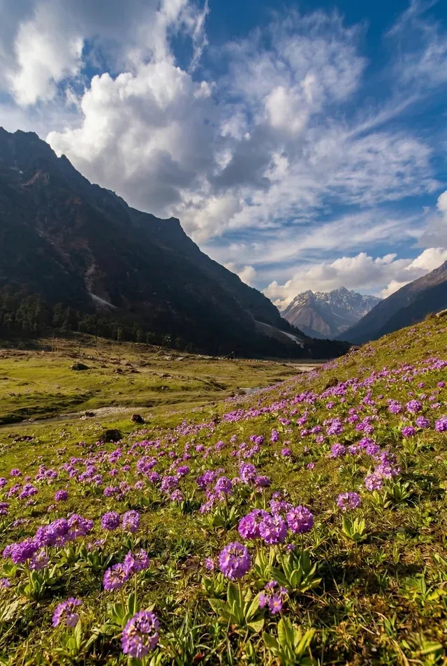 Yumthang Valley